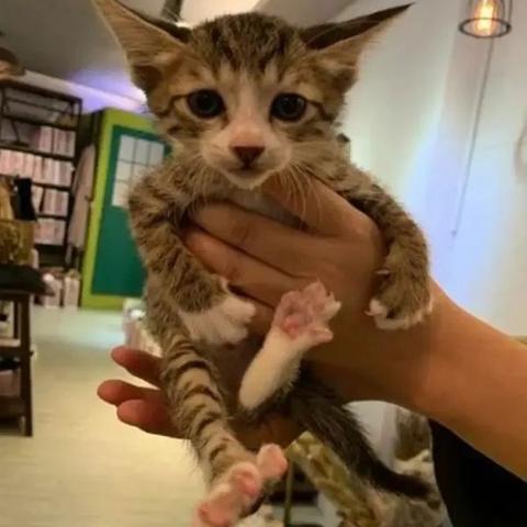 (田园猫与狸花猫的区别)田园猫和狸花猫的区别：如何分辨它们在外表和习性上的差异？