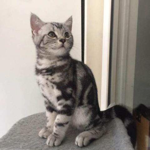 (田园猫与狸花猫的区别)田园猫和狸花猫的区别：如何分辨它们在外表和习性上的差异？