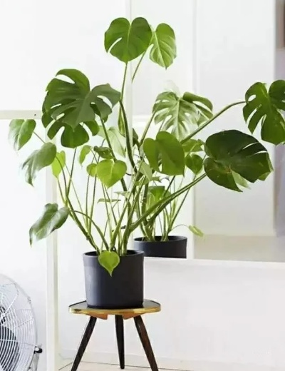 净化空气的室内盆栽植物有哪些？最适合放在家中的5种空气净化植物