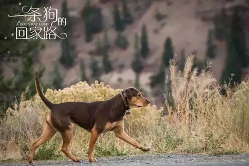 狗狗逃生射击下载中文-狗狗逃生射击玩穿越下载v.2.13 狗狗逃生射击下载中文-狗狗逃生射击玩穿越下载v.2.13